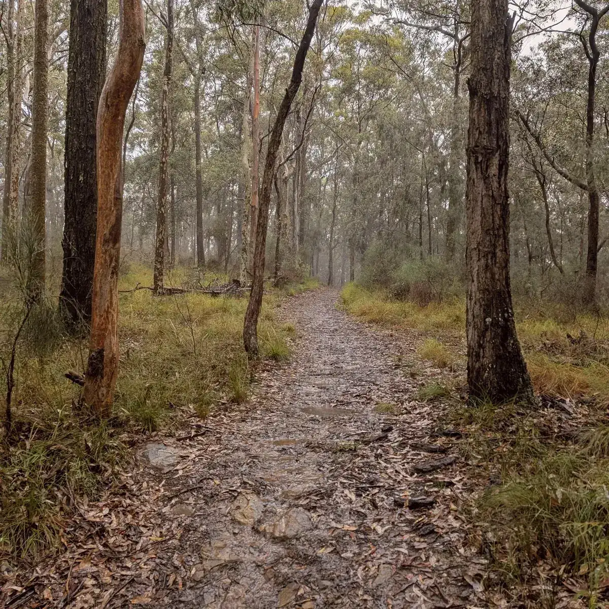 Foggy forest trail carpeted in leaf litter on the way up Mt Alison