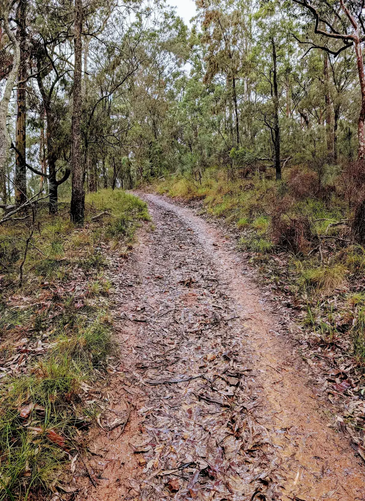 Rain slicked trail climbing between tall trunks near the summit