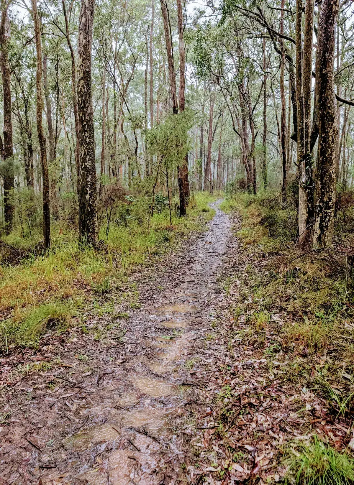 She-oak lined trail with a puddle catching the rain