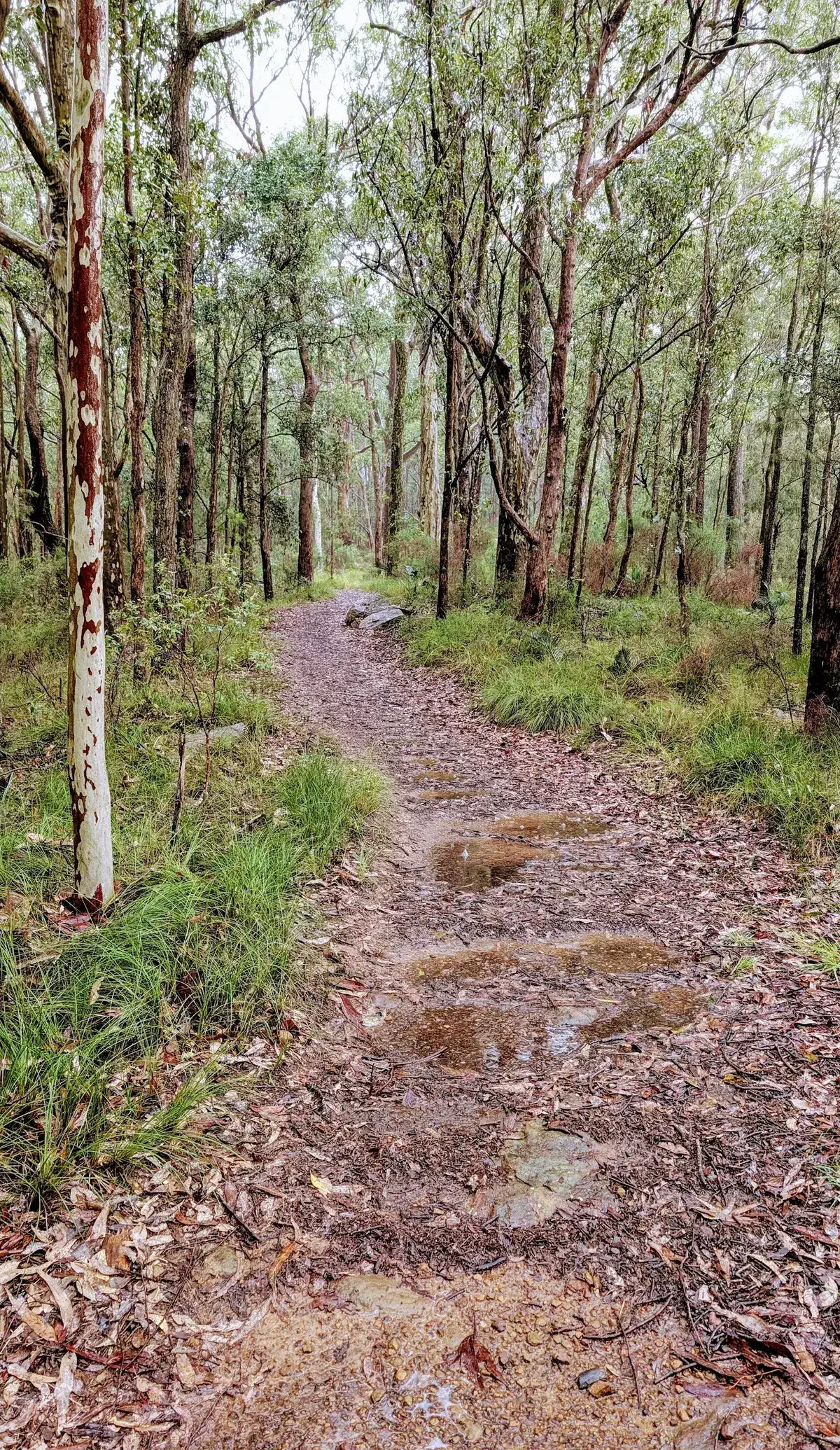 Puddled trail beside a pale striped gum on the ridge climb