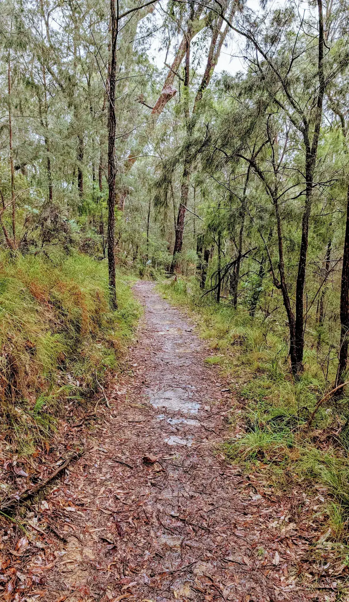 Narrow trail winding beneath drooping she-oak branches