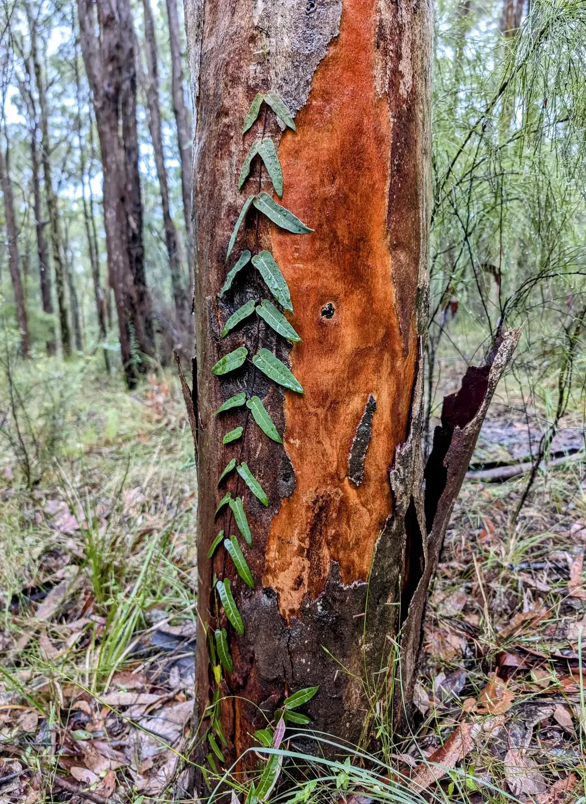 Trail side gum trunk streaked orange with hanging vine tendrils