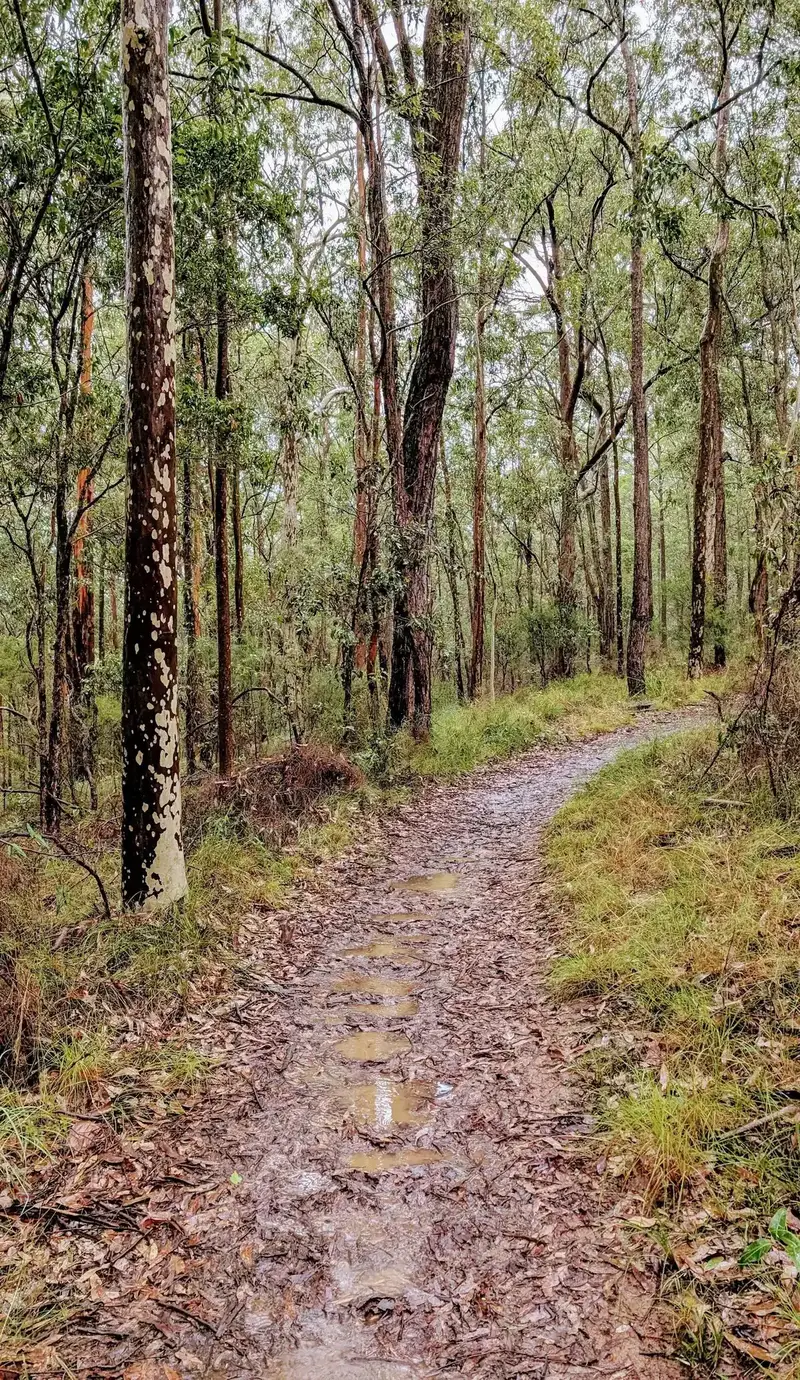 Trail passing a mottled bark gum with puddles and loose rock