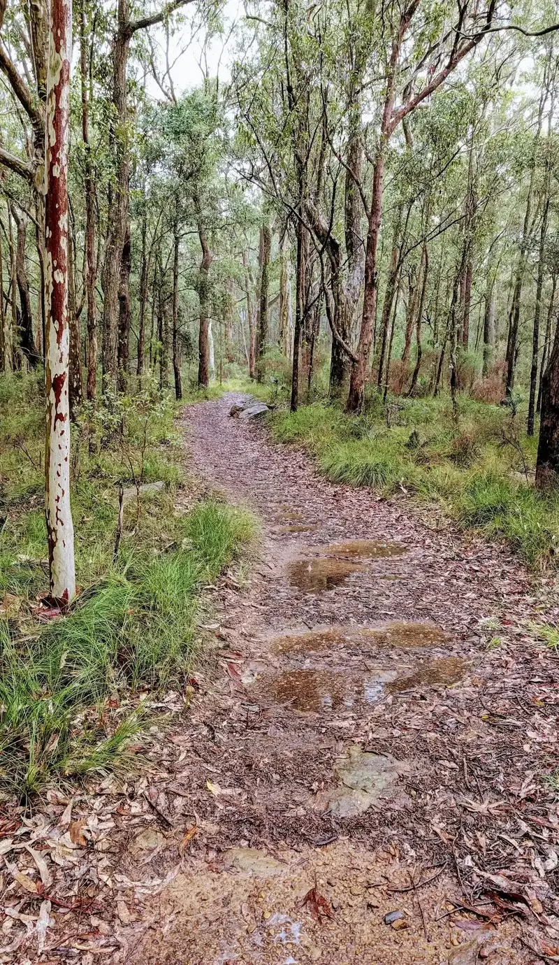 Path curving past a spotted gum trunk after recent rain