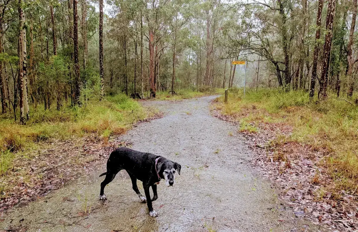 Dog approaching the Francis Byrnes Fire Trail junction sign