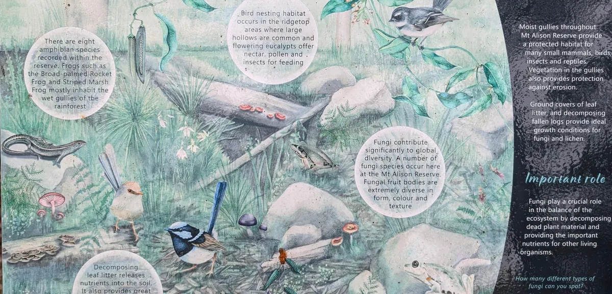 Interpretive sign illustrating frogs, birds and fungi of Mt Alison