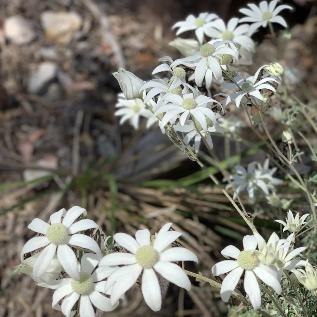 Cluster of white flannel flowers beside the Nagari Road reserve track