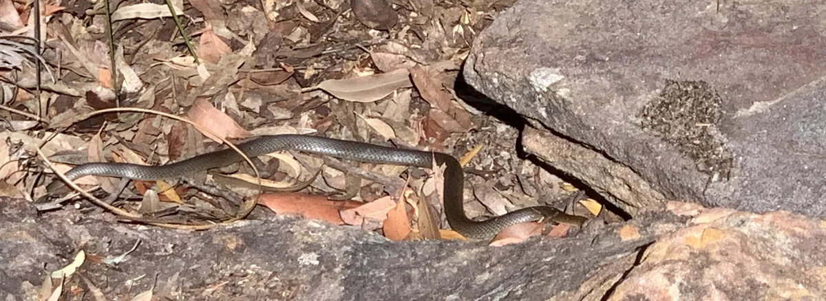 Red bellied black snake resting among leaf litter on the reserve track