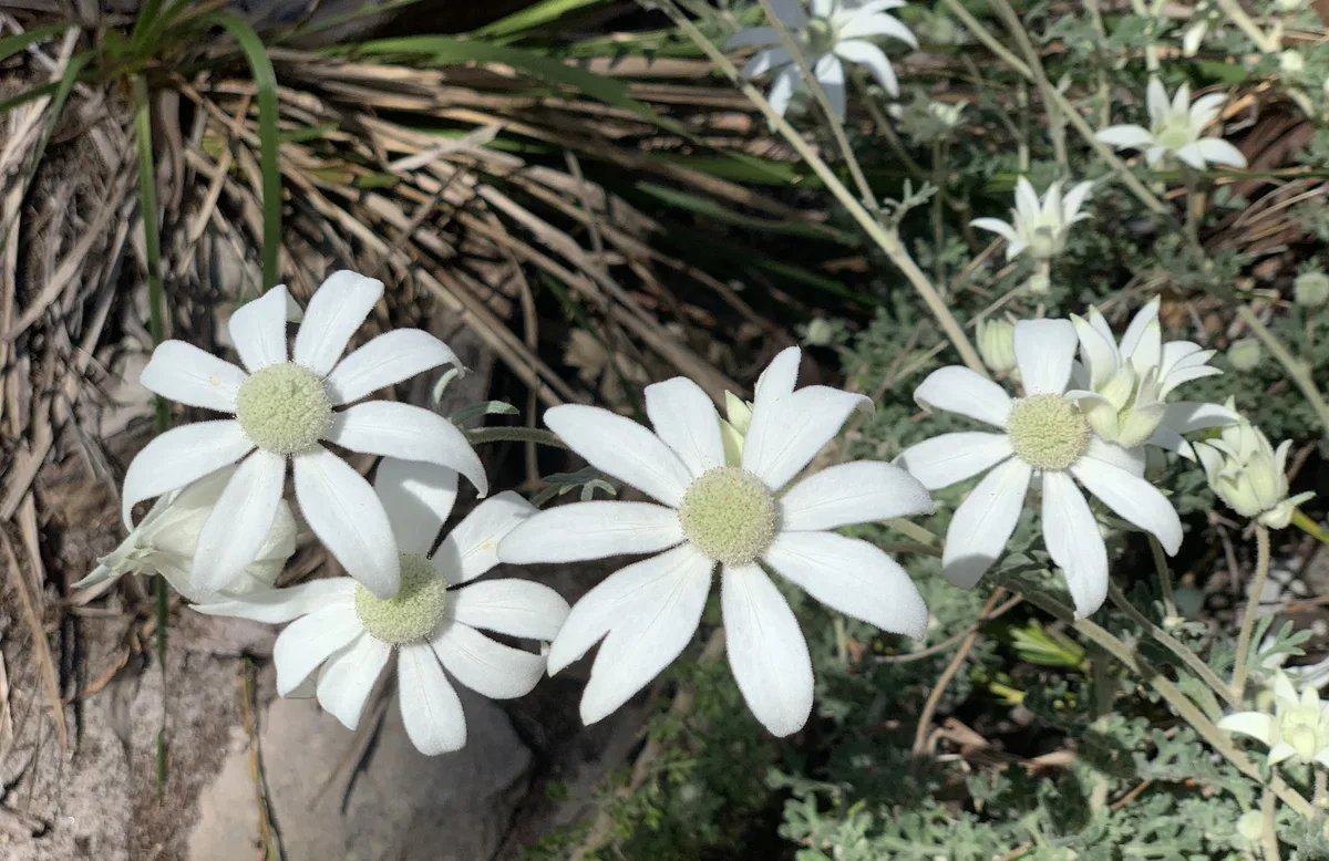 Flannel flowers growing among dry grass along the Nagari Road reserve loop