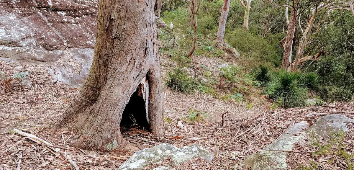 Hollowed tree trunk beside a sandstone escarpment near the railway dam track
