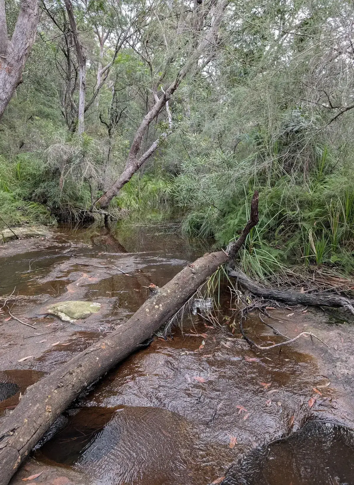 Fallen trees lying across a shallow creek near the old Narara dam