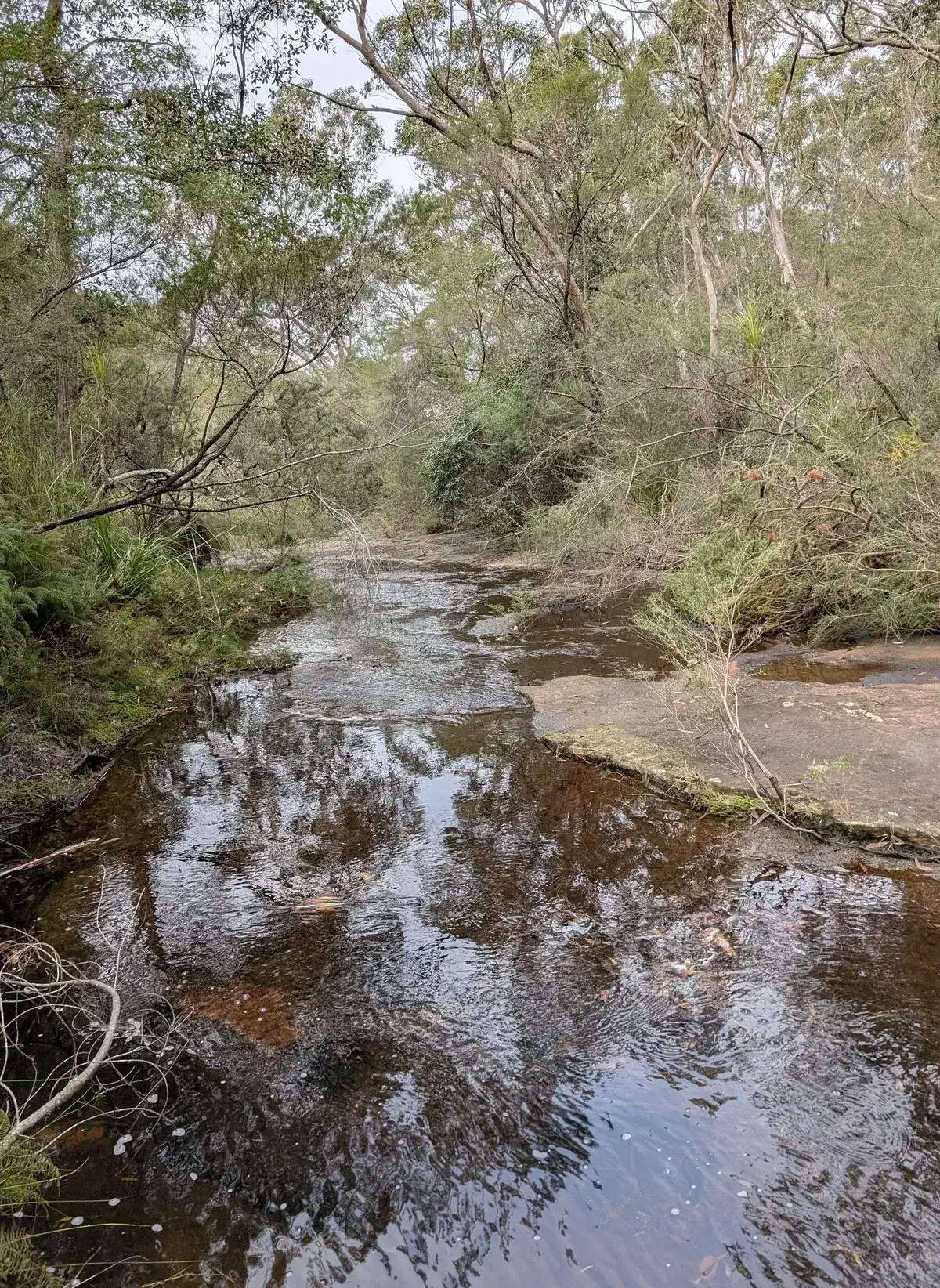 Tea coloured creek reflecting overhanging trees near the railway dam track
