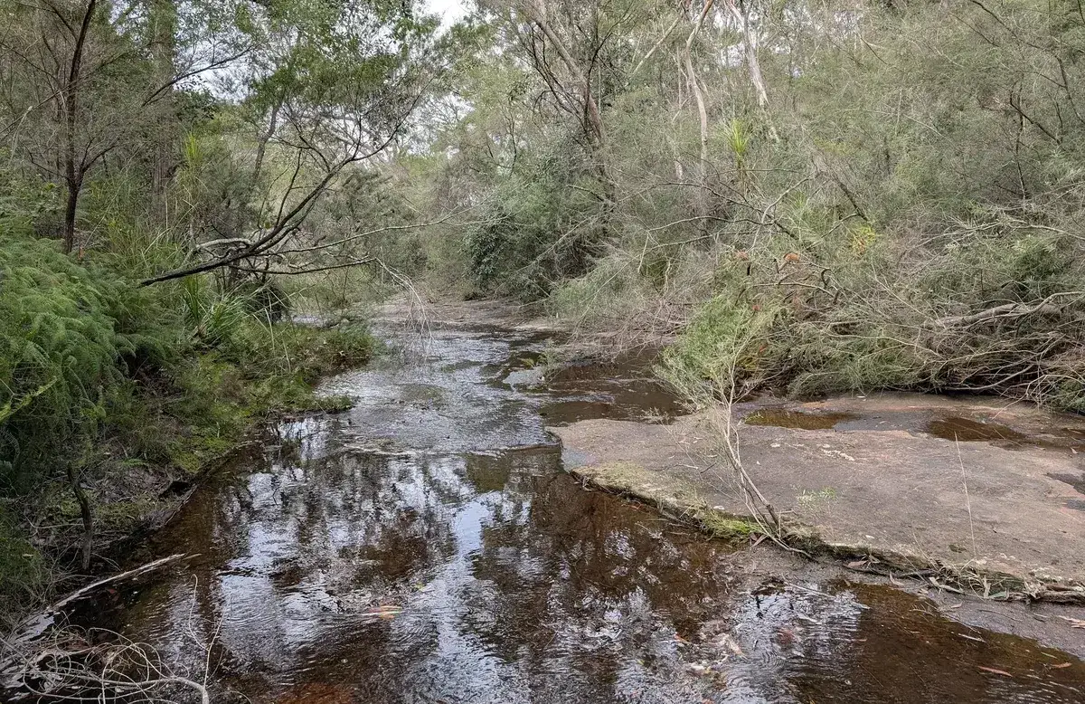 Fern lined sandstone steps leading into a shallow cave near Narara