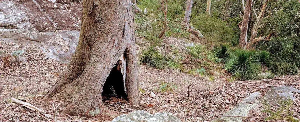 Narara - Reeves St Explorer (1km) photo 1