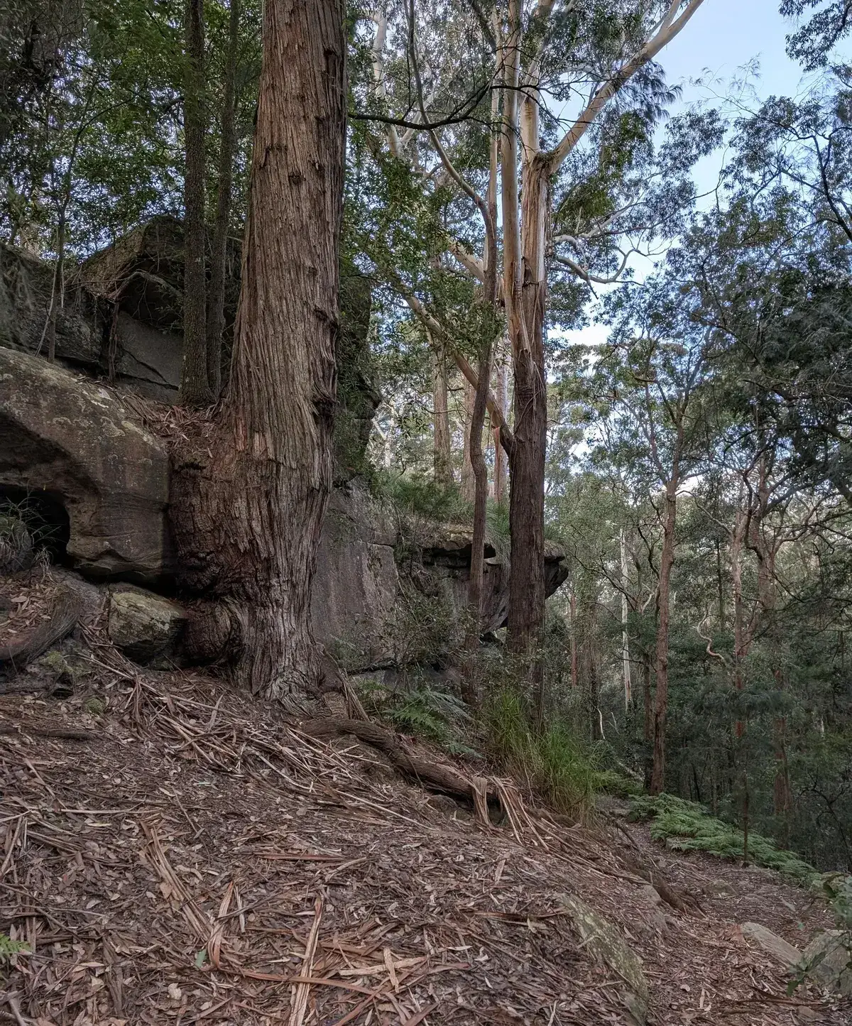 Narara - Reeves St Explorer (1km) photo 4