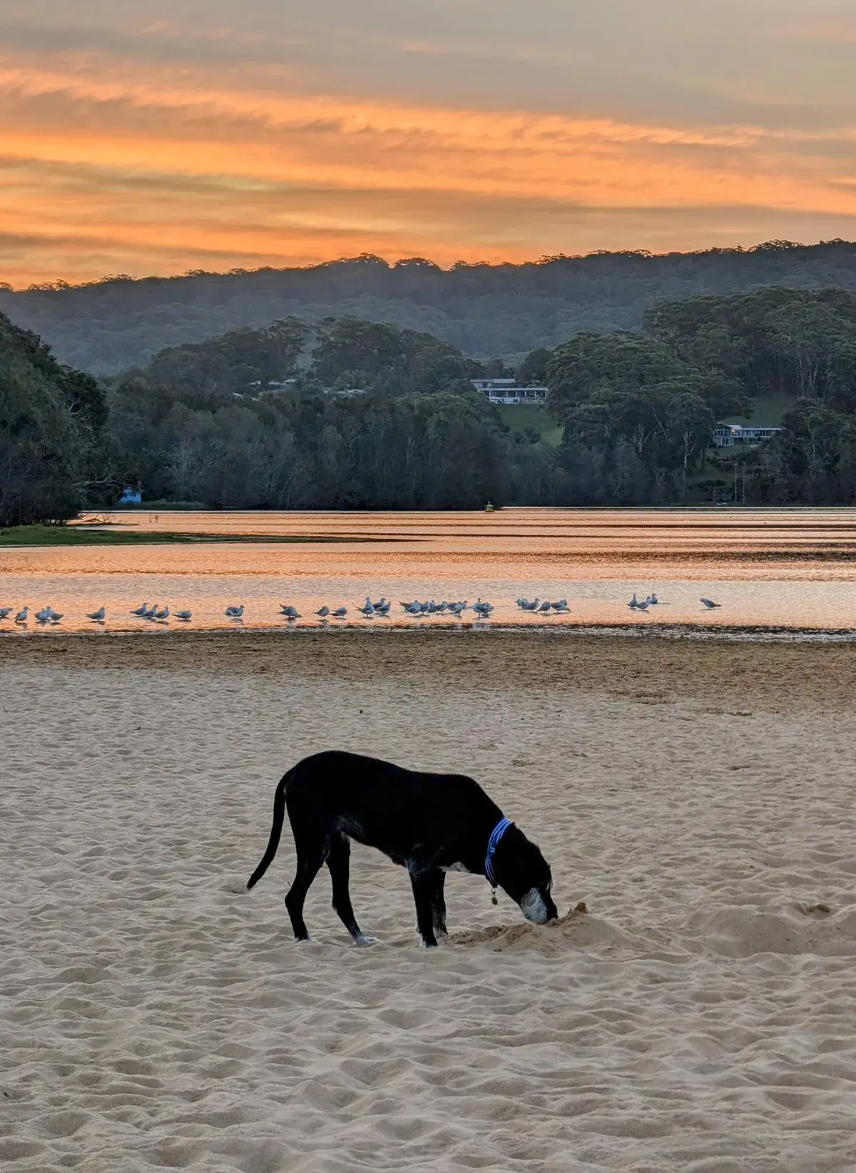 North avoca beach dog walk