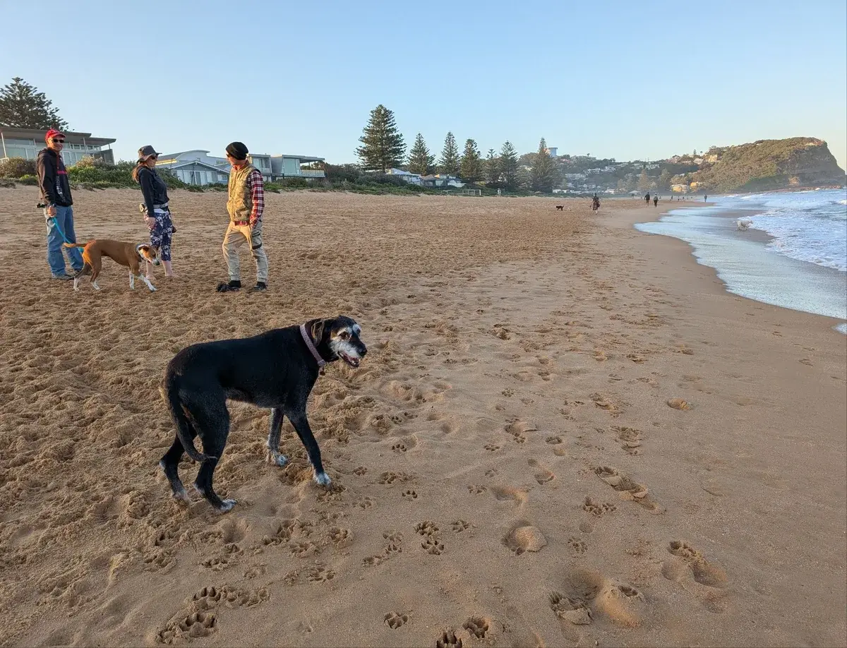 North avoca beach dog walk