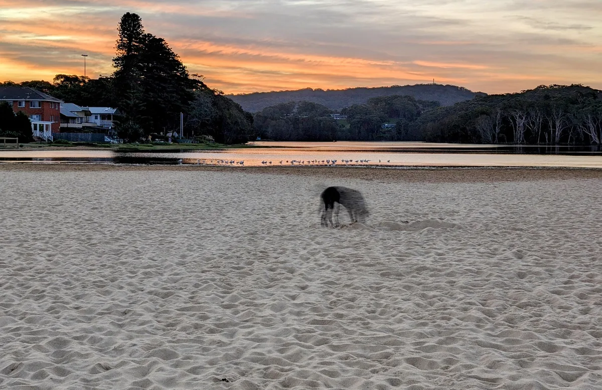 North avoca beach dog walk