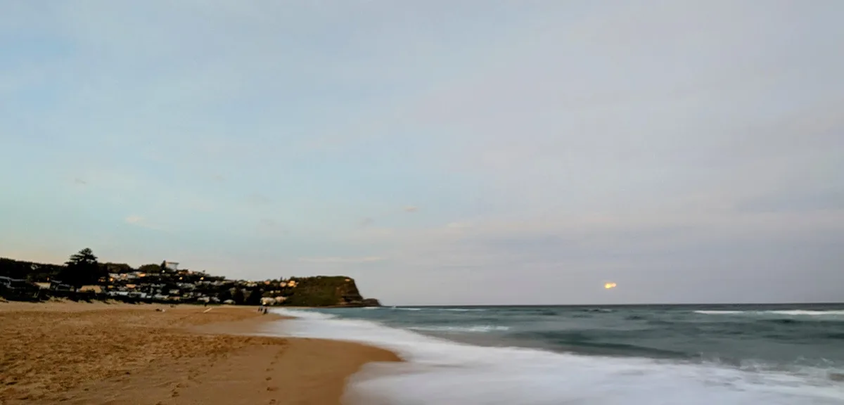 North avoca beach dog walk