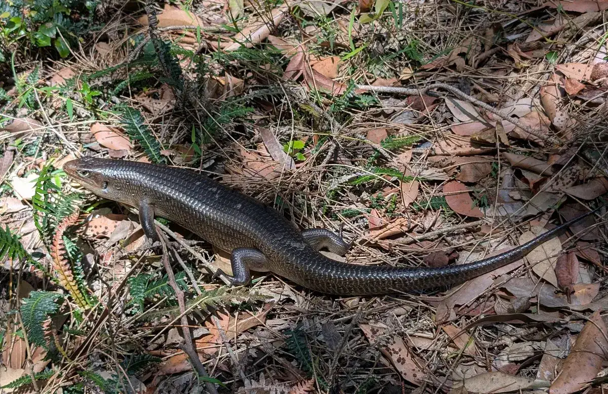 North avoca lake explorer