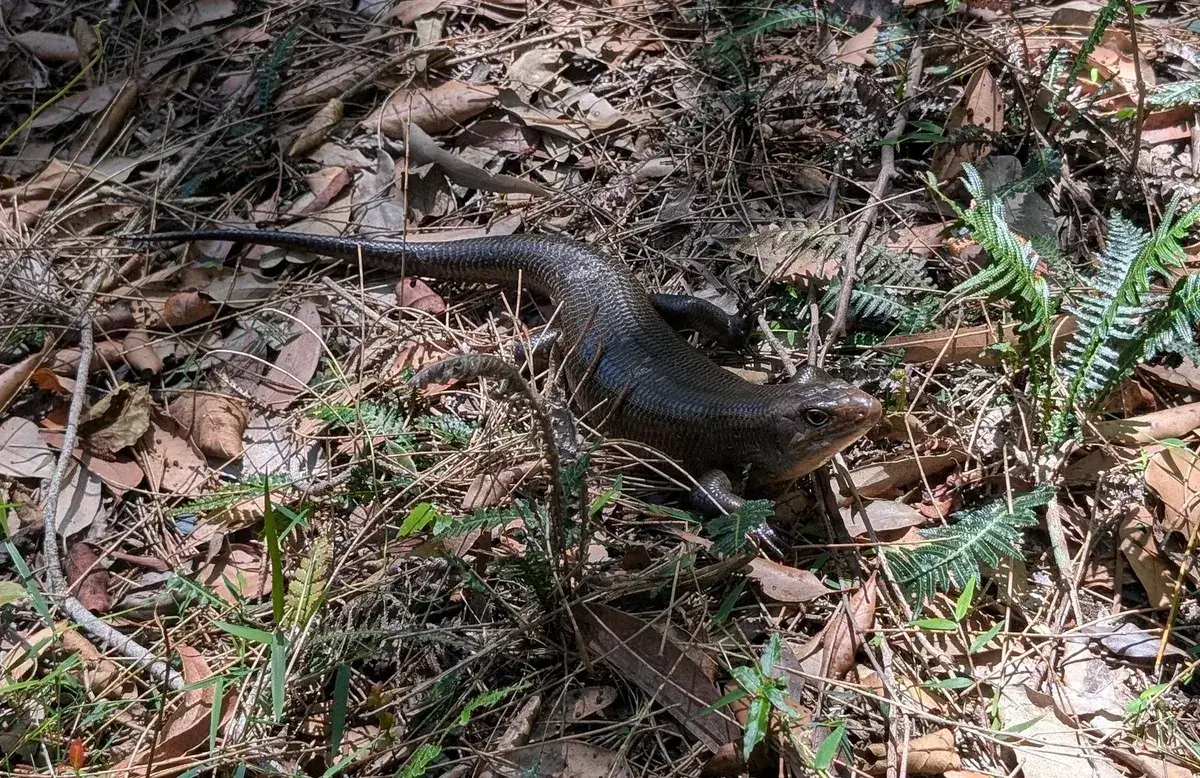 North avoca lake explorer