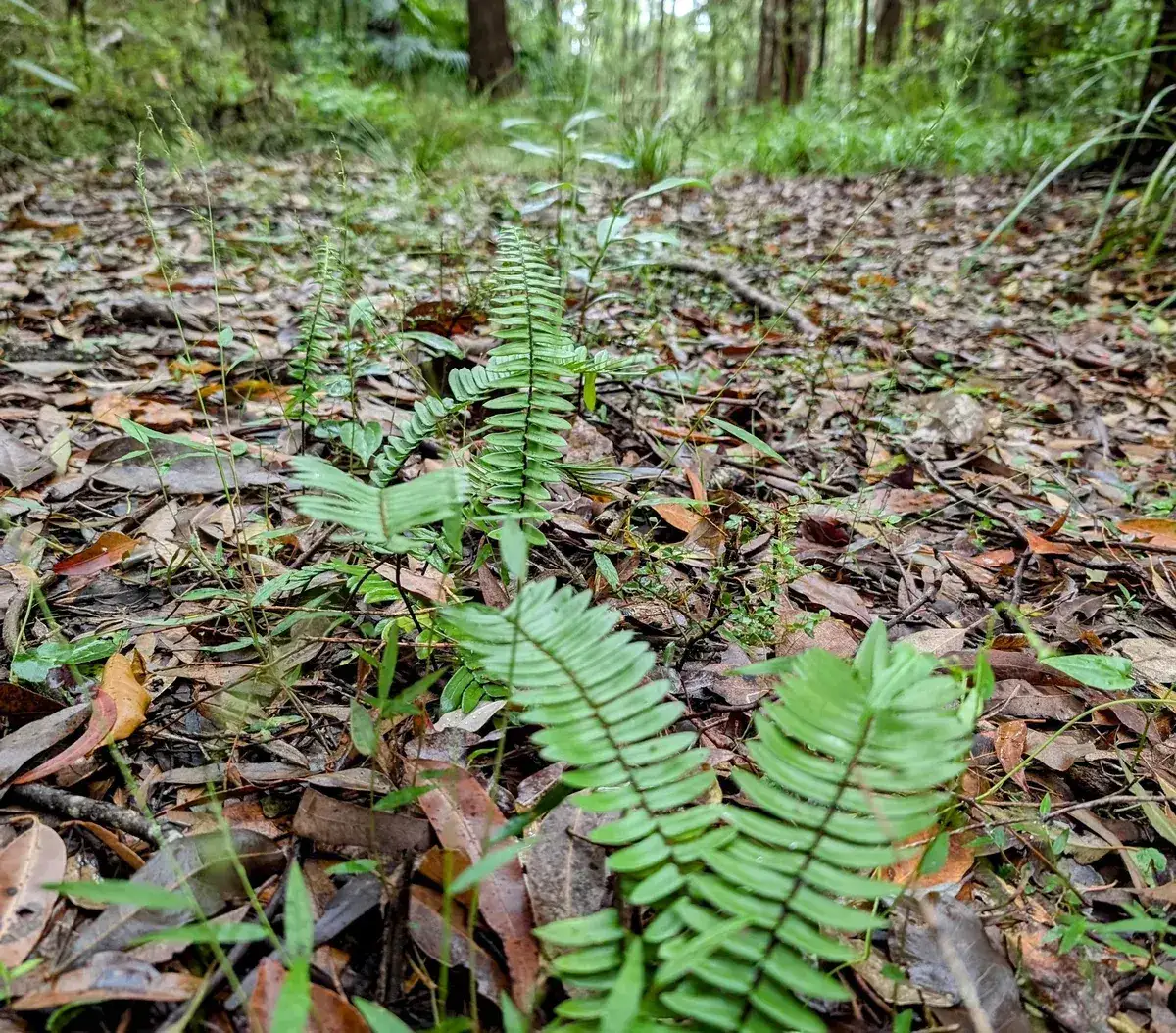 Young fern fronds unfurling above the leaf covered forest floor