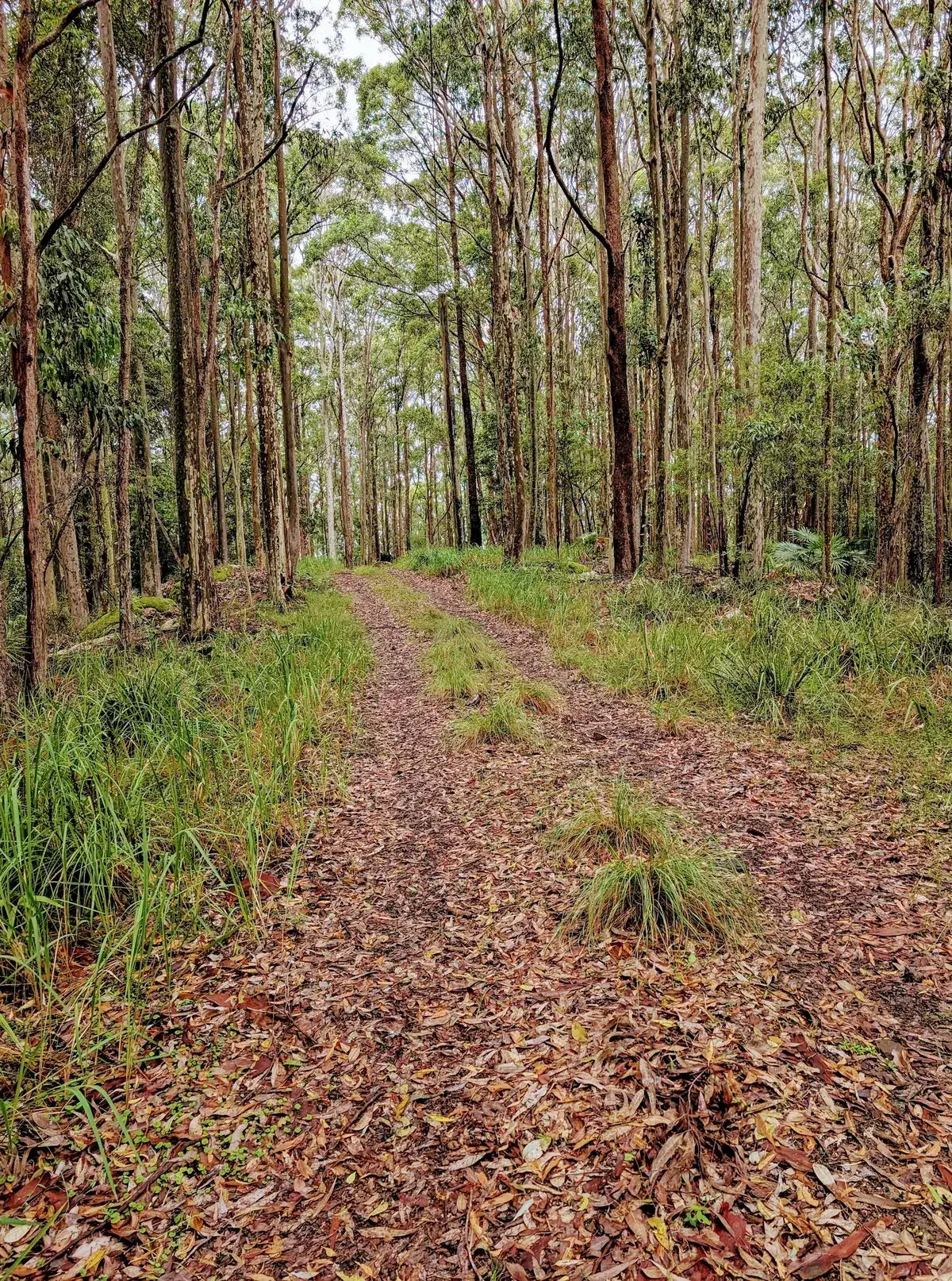 Leaf strewn firetrail winding through dense eucalypt forest at Ourimbah