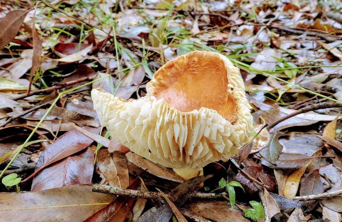 Orange capped fungus showing its gilled underside on the leaf litter