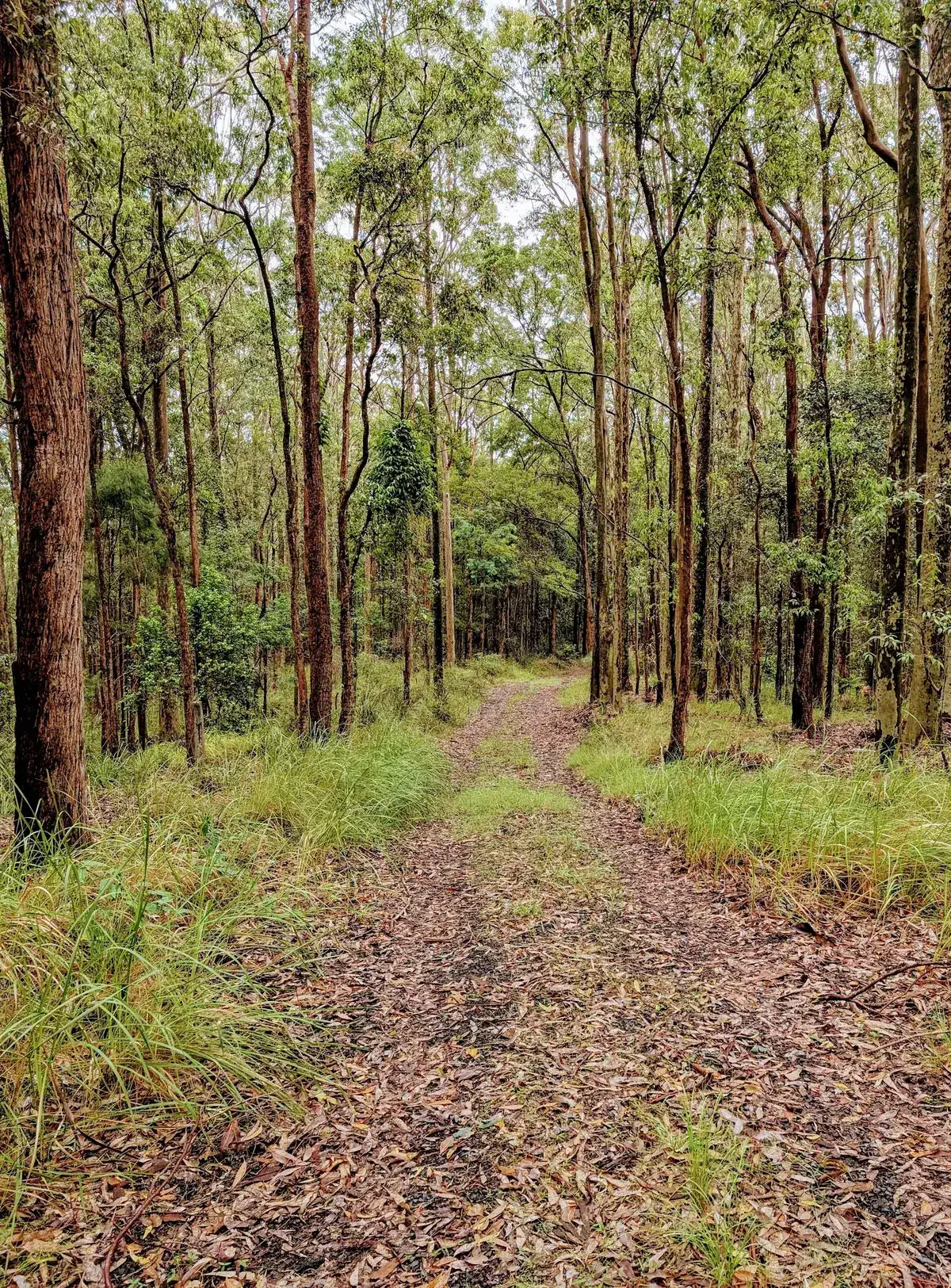 Firetrail lined with tall grey gums and tussocks of grass
