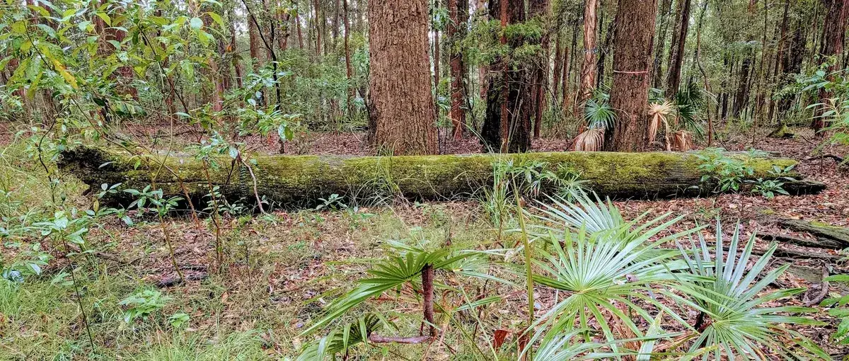 Moss covered fallen log among young cabbage palm seedlings