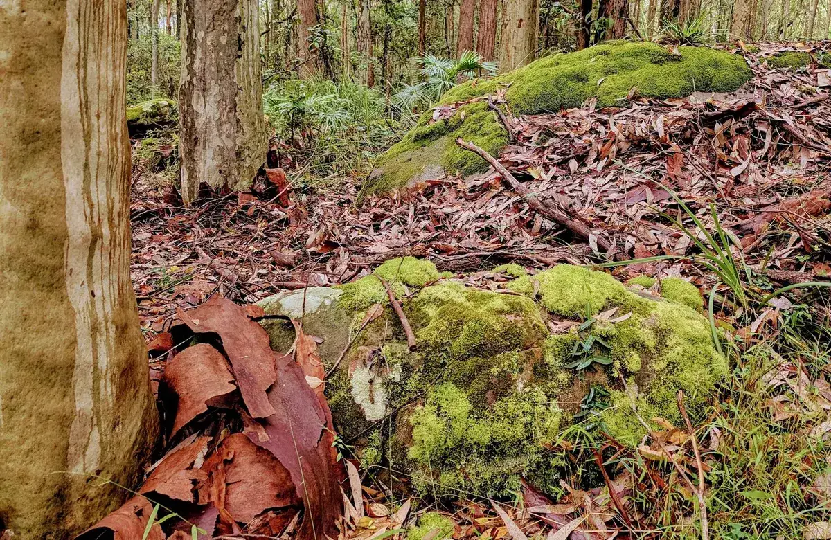 Mossy rocks and peeling paperbark scattered across the forest floor