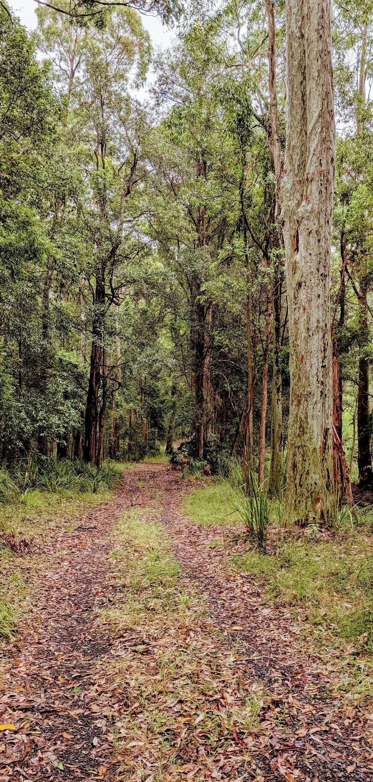 Leafy corridor of tall eucalypts framing the ridgetop firetrail