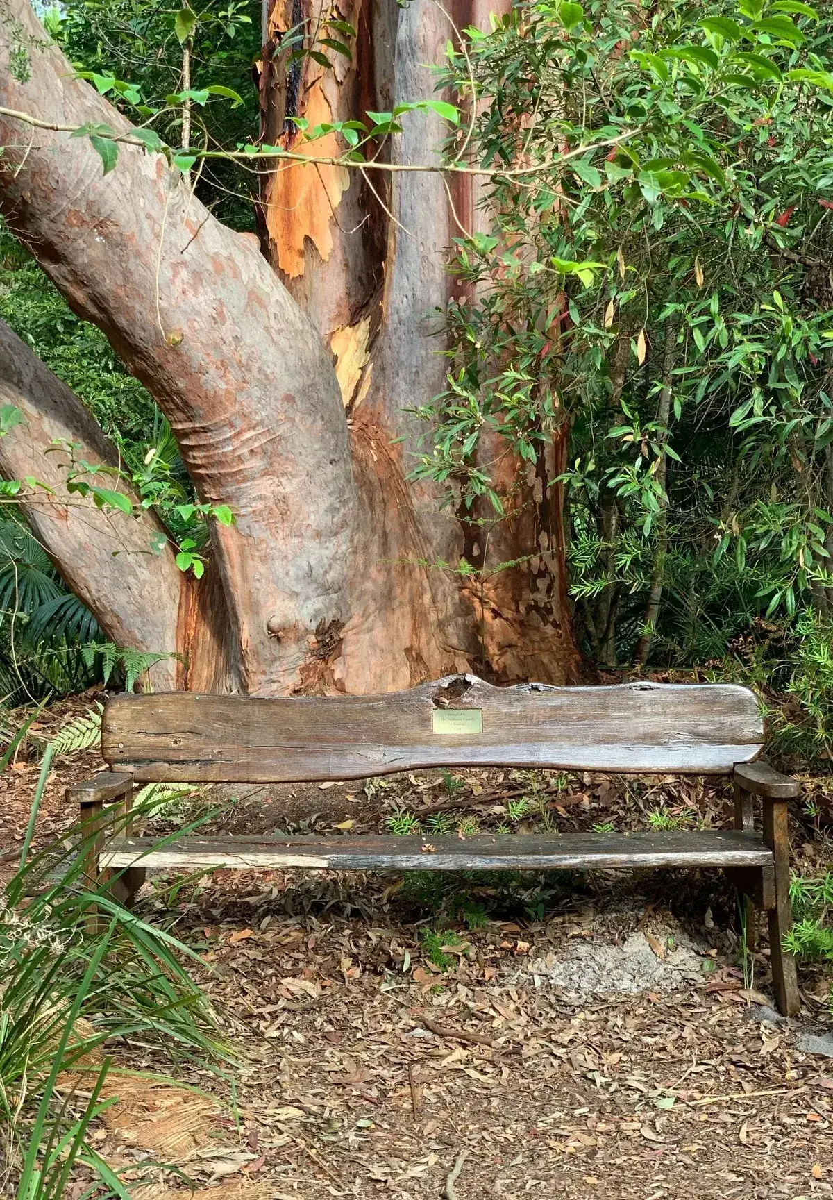 Pearl Beach Arboretum 1km Loop photo 3