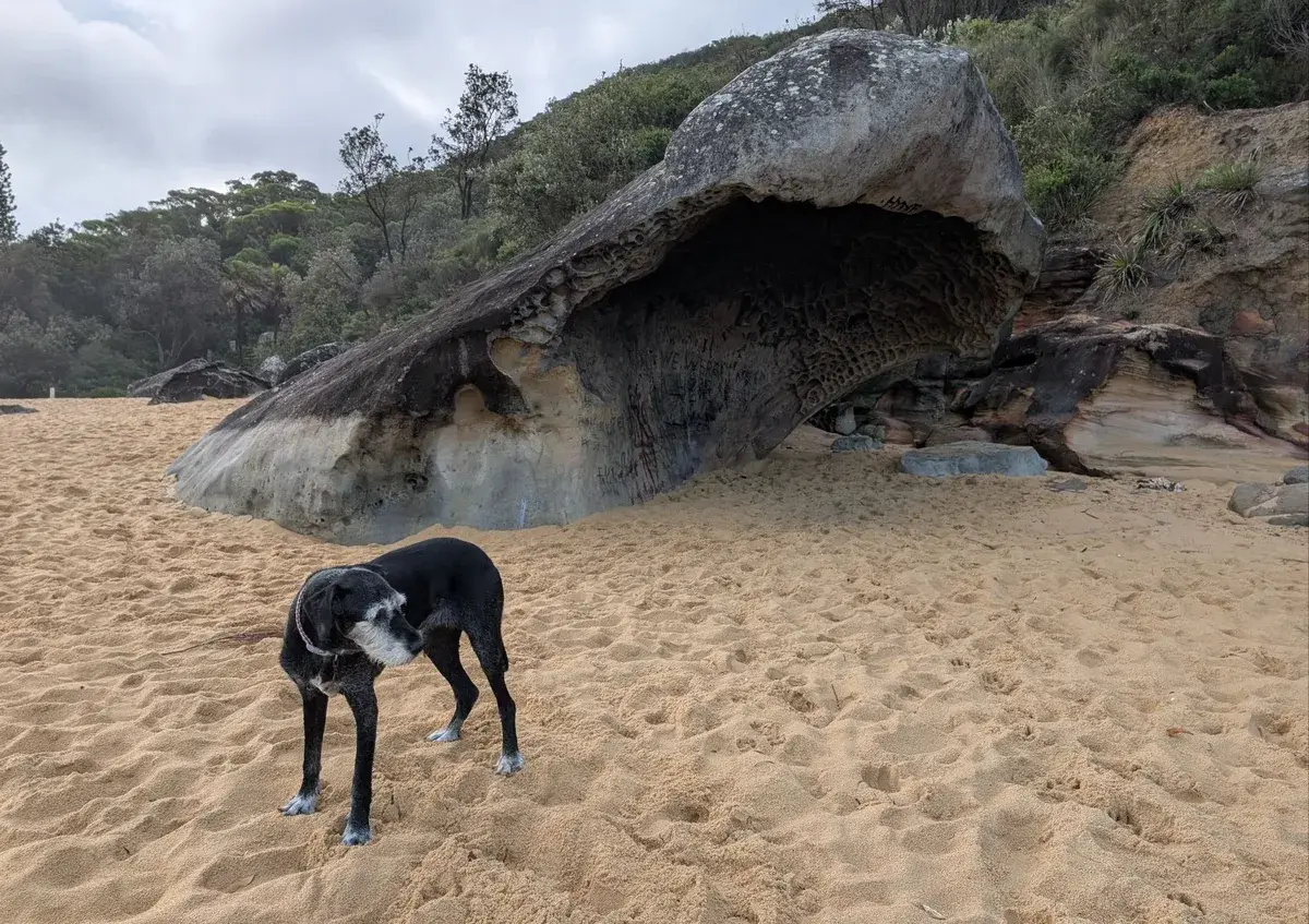 Pearl beach dog walk