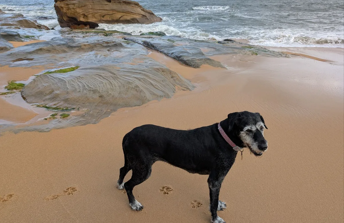Pearl beach dog walk