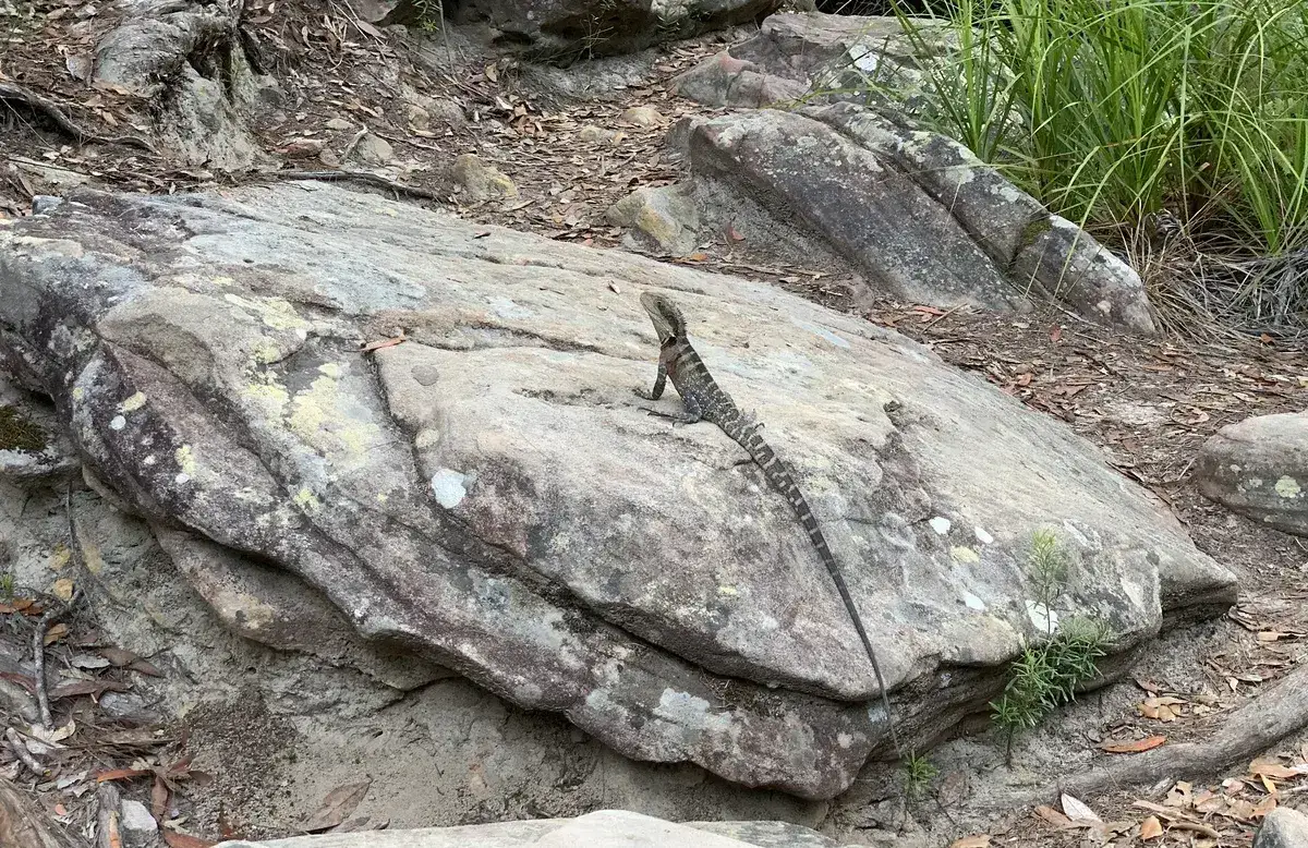 water dragon at pearly ponds
