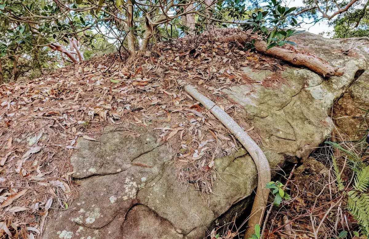 Old pipe running along a sandstone ledge near tree roots