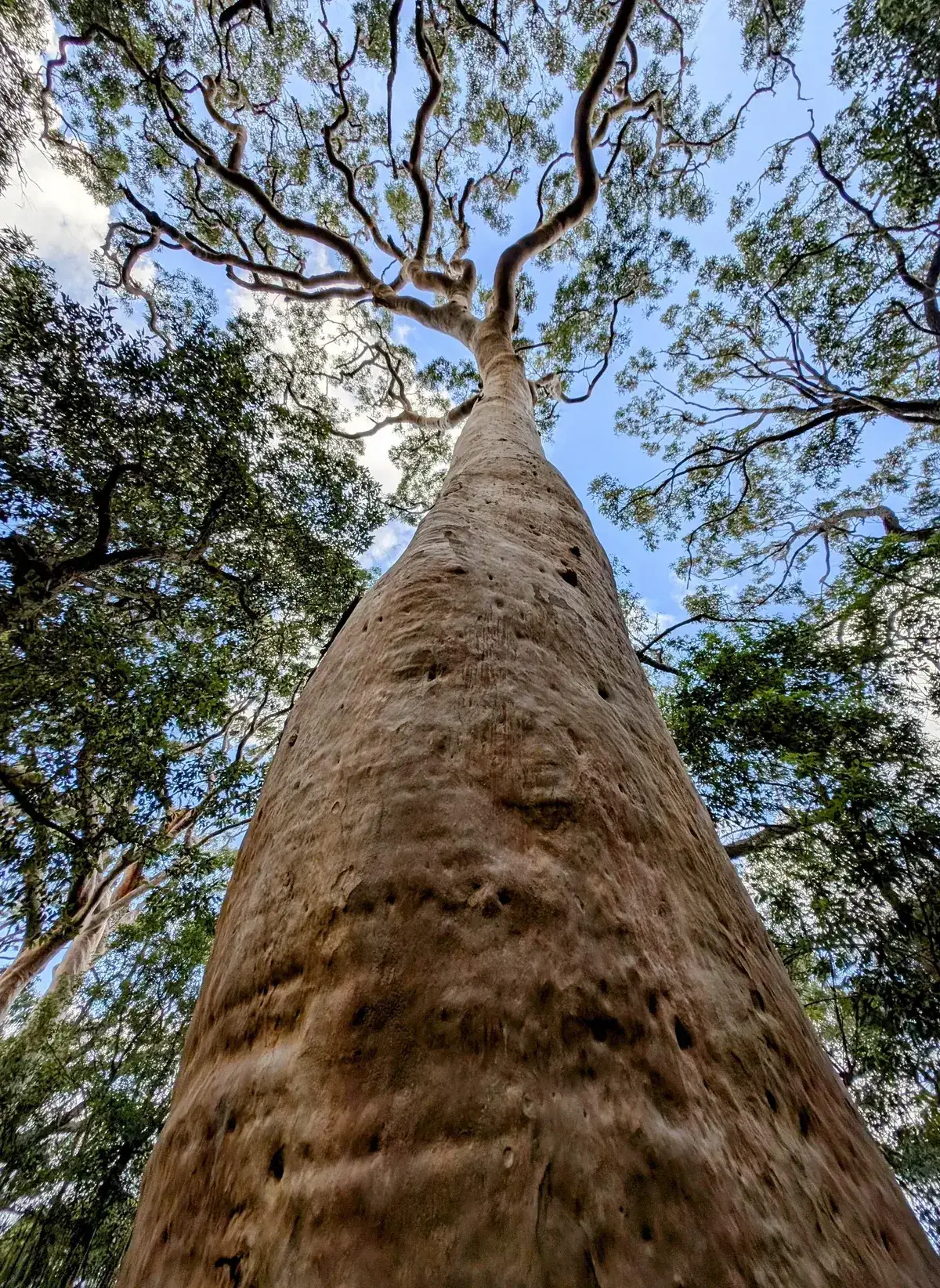 Looking straight up a tall spotted gum trunk to the canopy
