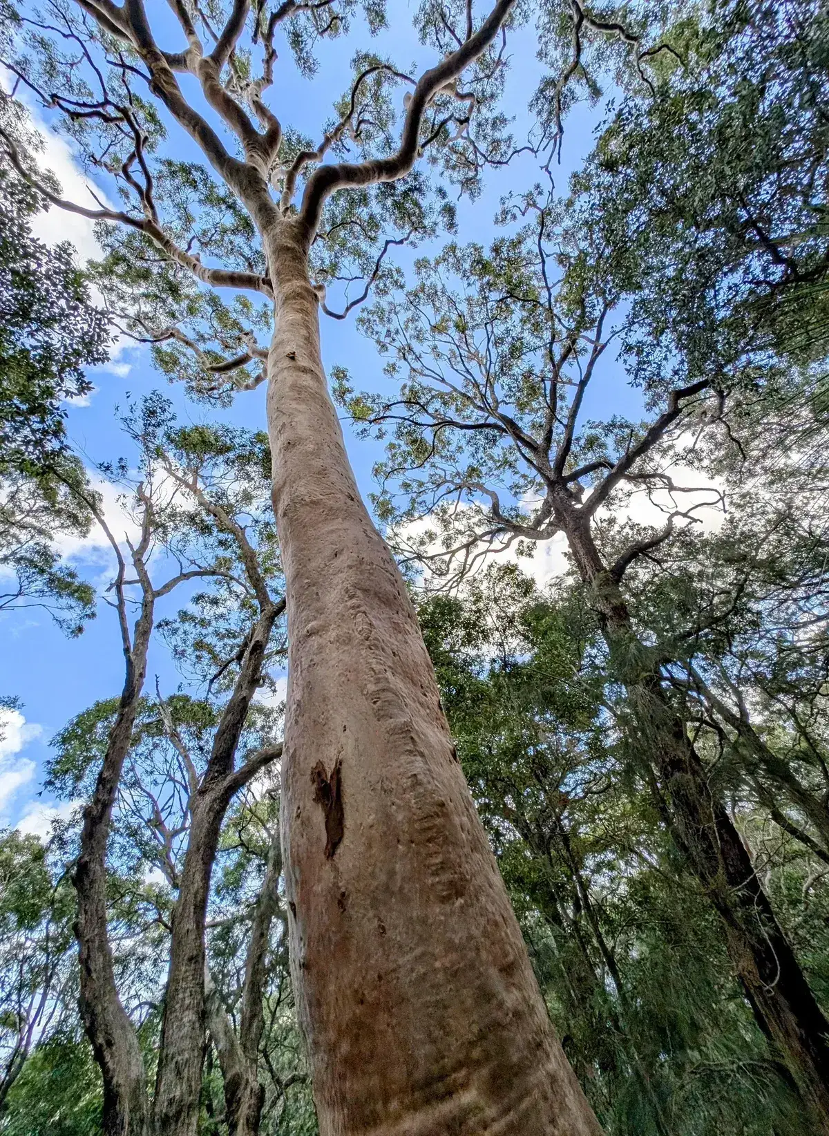 Sunlit canopy of a mature spotted gum forest seen from below