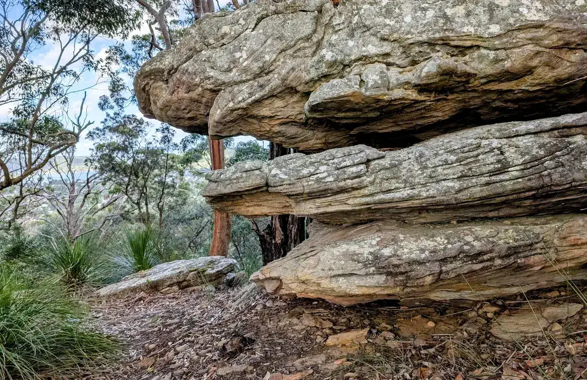 Stacked sandstone rock ledges with a grass tree in the foreground