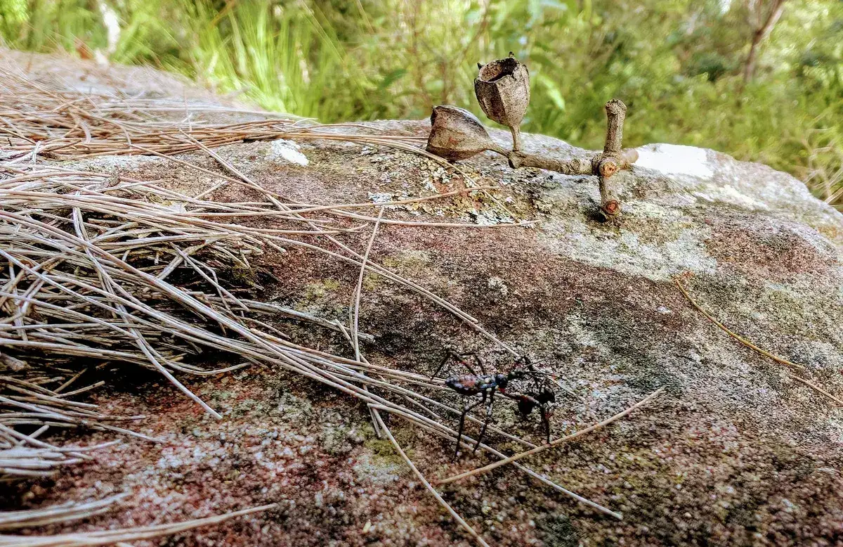 Bull ant crossing a lichen patterned rock with dried gum pods