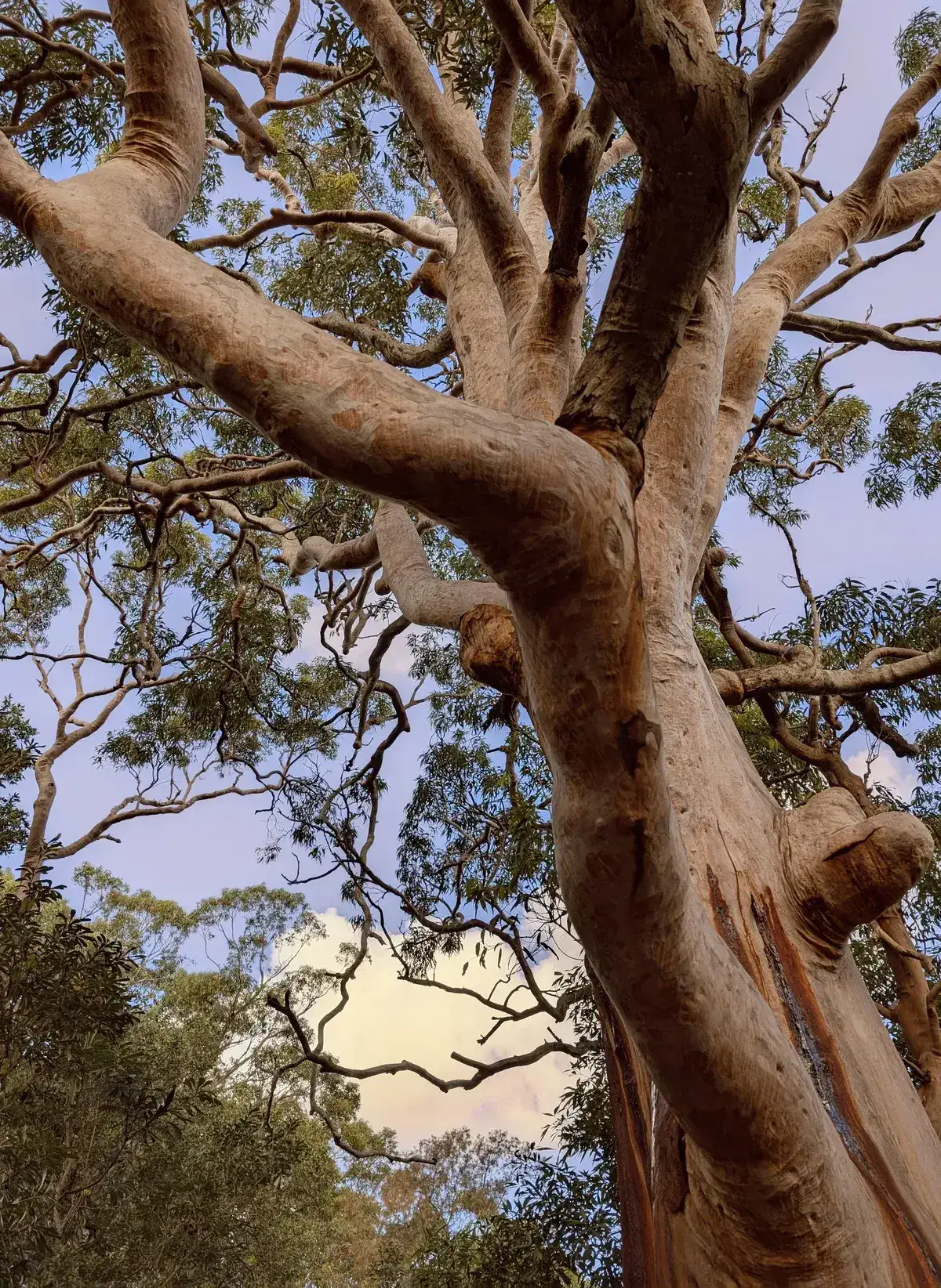 Twisted looping branches of a gum tree against the sky