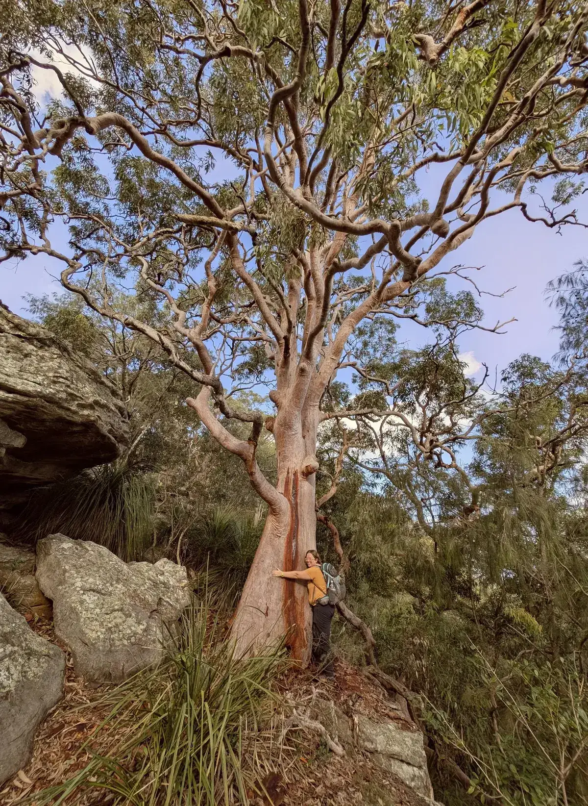 Hiker hugging the trunk of a towering old growth gum tree