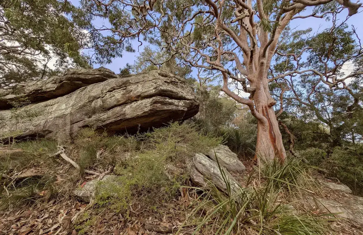 Spotted gum trunk beside a mossy sandstone outcrop on the ridge