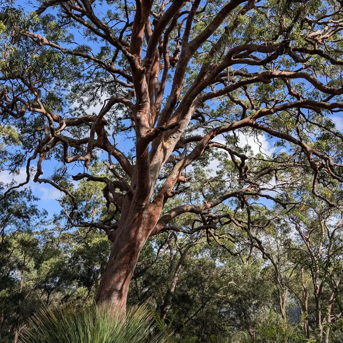 Spreading gnarled gum tree with a grass tree in the foreground