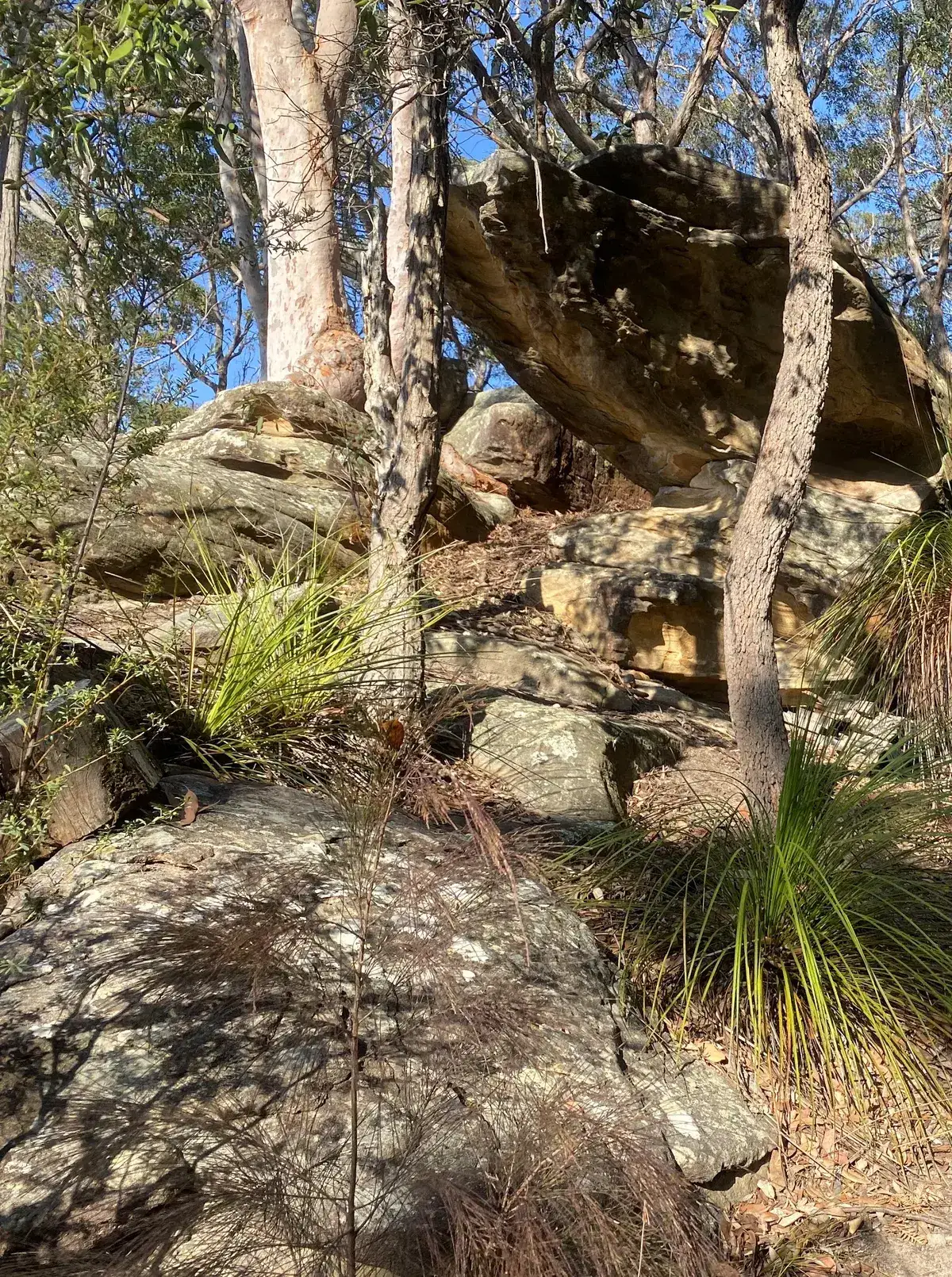 Sandstone boulders and a cave among gum trees on the ridge track