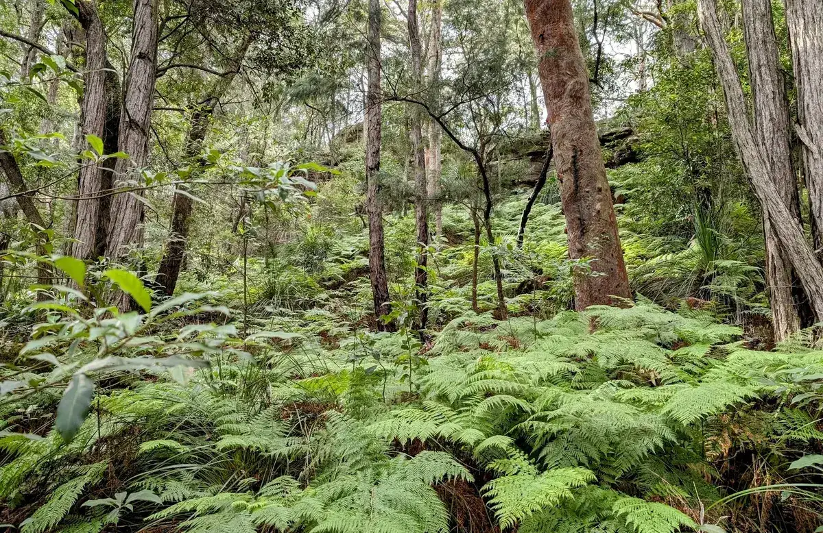 Lush fern gully in the rainforest section near Phegans Bay