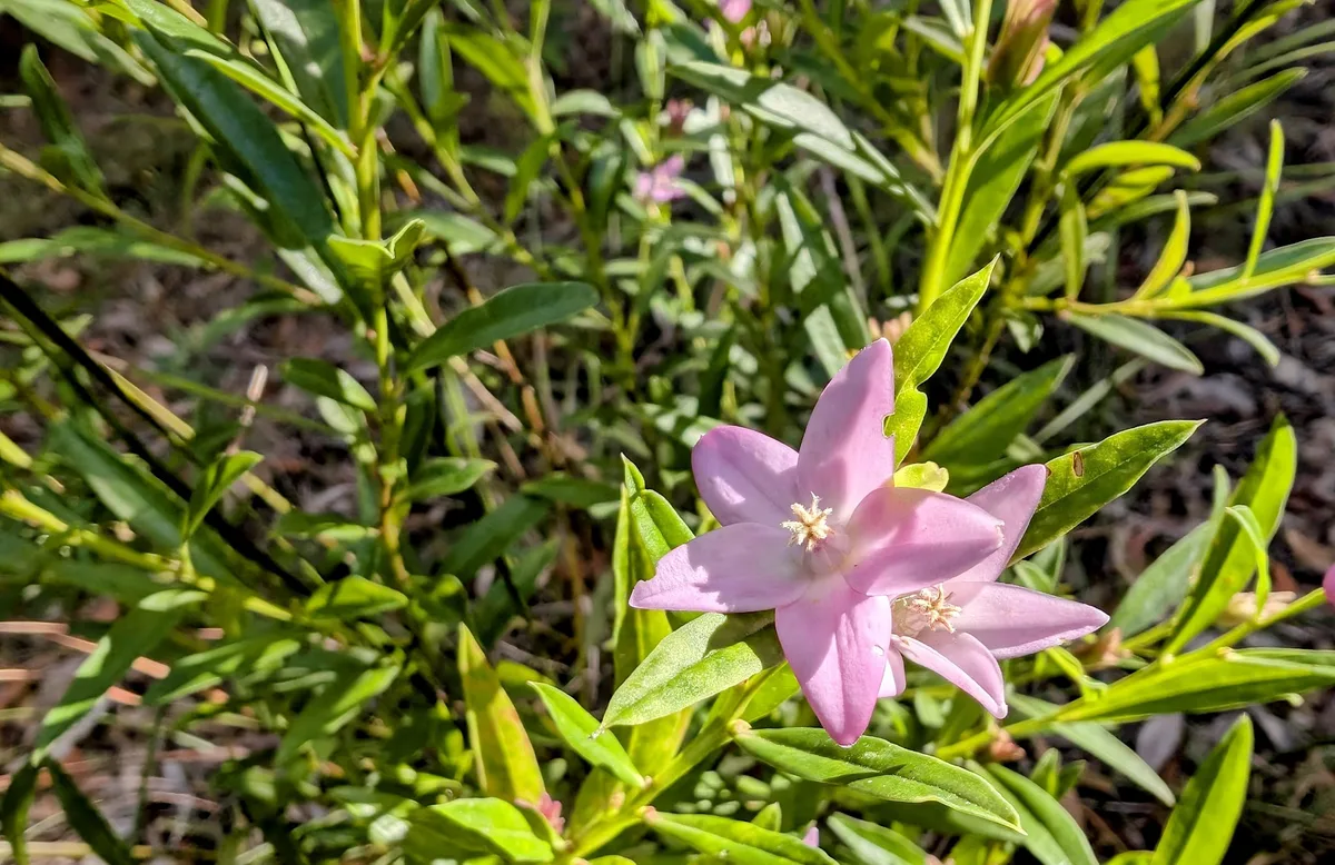 Pink willow leaved crowea flower beside the Elaroo Road track