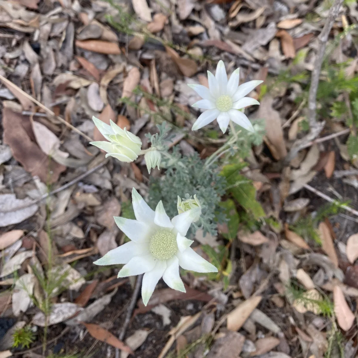 White flannel flowers blooming among leaf litter at Phegans Bay