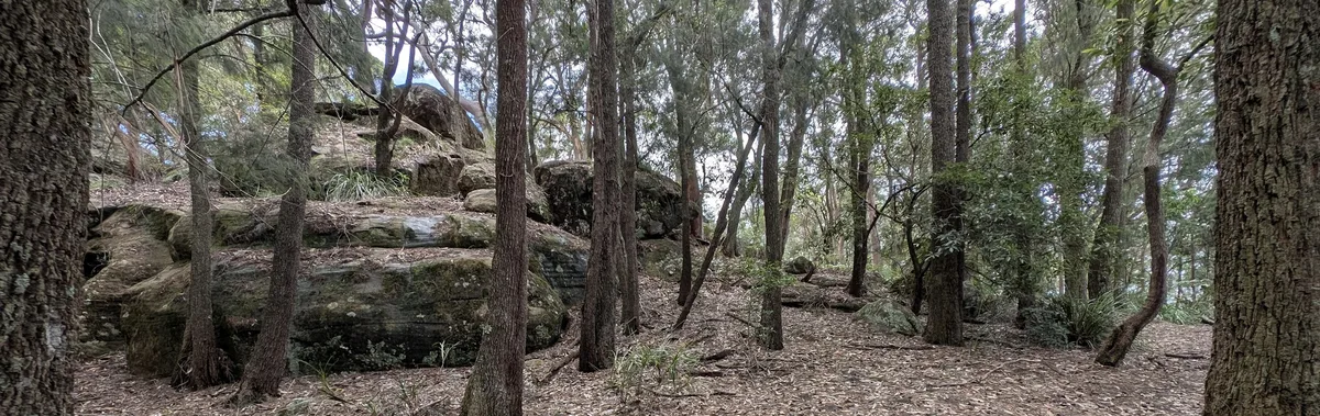 Tall gum tree trunk with spreading branches above ferns